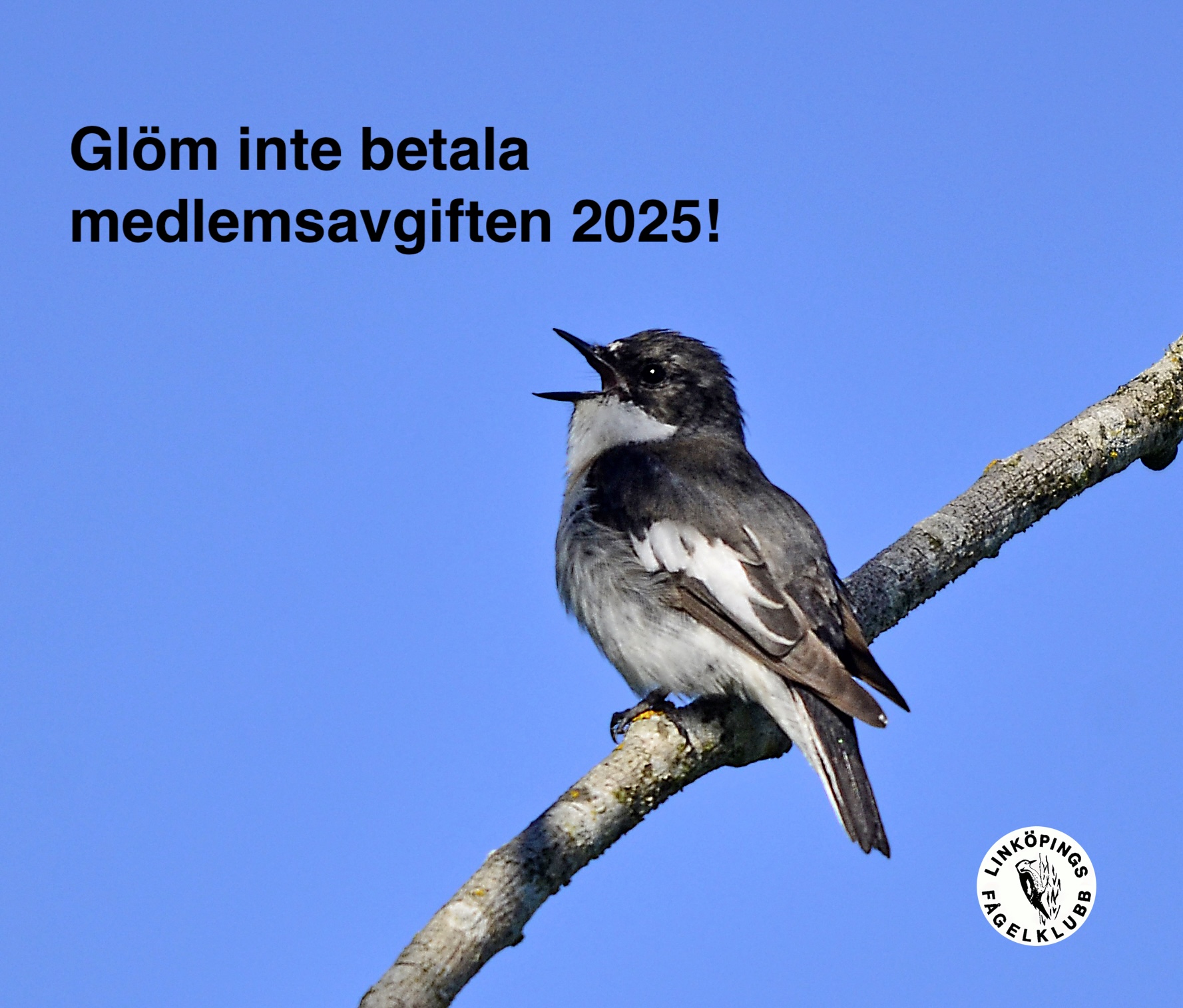 Glöm inte betala medlemsavgiften!