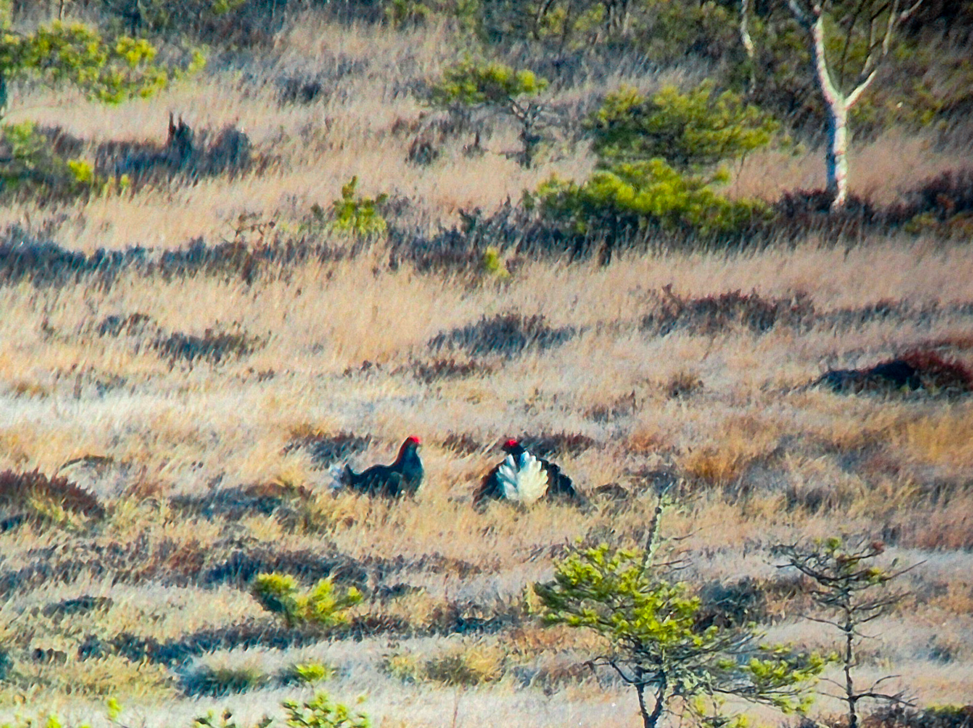Kärnskogsmosse 15 april
