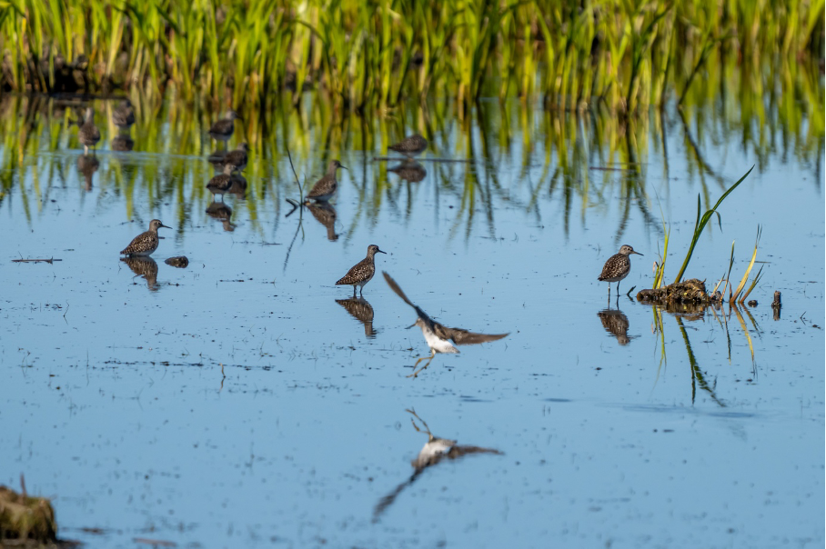 Svartåmynningens naturreservat 29 april